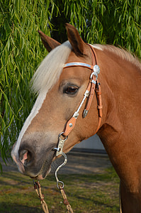 close up shot of brown and white horse thumbnail