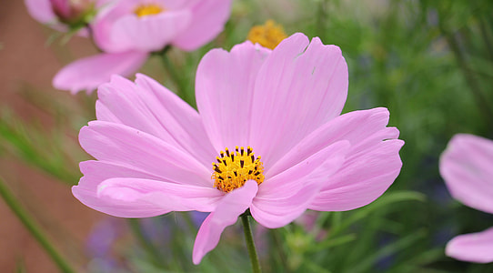 shallow depth photography of pink and yellow flowers thumbnail