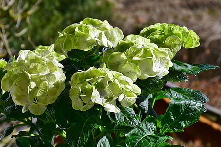 green petaled flowers during daytime thumbnail