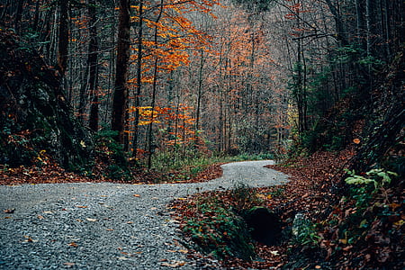 road going to forest thumbnail