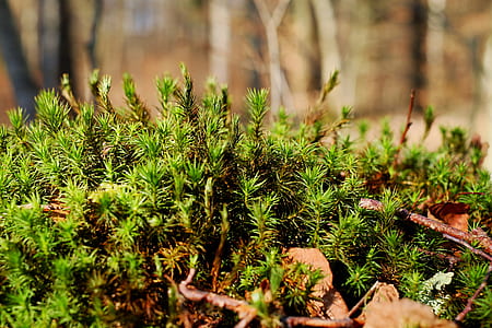 green leafed plant thumbnail