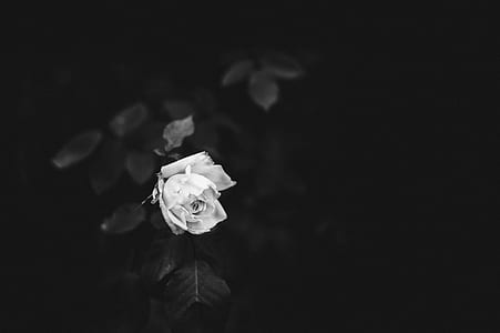 grayscale photography of rose flower in bloom thumbnail