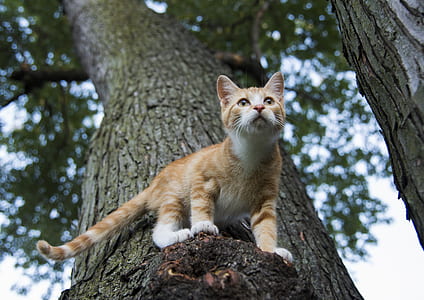 orange tabby cat on tree thumbnail