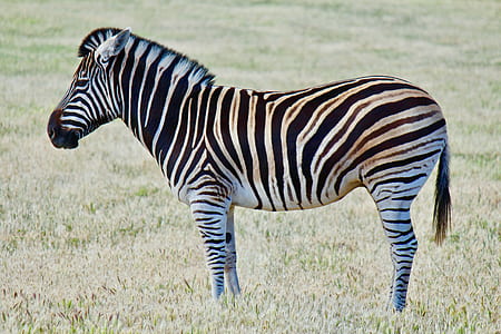 black and white zebra standing on grass thumbnail
