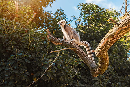 Lemur in their natural habitat, Madagascar. thumbnail