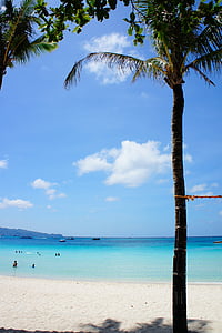 photo of palm tree near on beach thumbnail