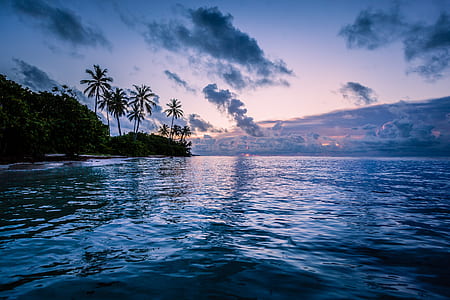 green palm trees near body of water thumbnail