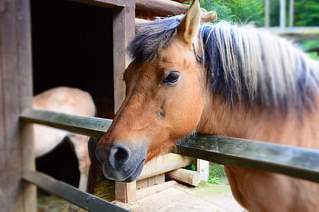 closeup photo of brown horse inside cage thumbnail