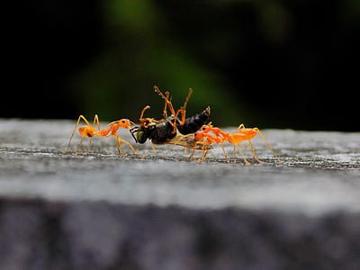 orange ants carrying black wasp in close-up photography thumbnail