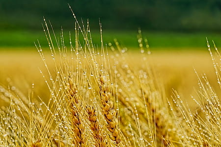 rice field at daytime thumbnail