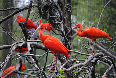 flock of long-beak red birds thumbnail