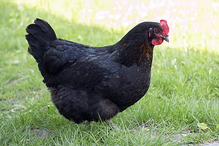 black chicken on grass field thumbnail