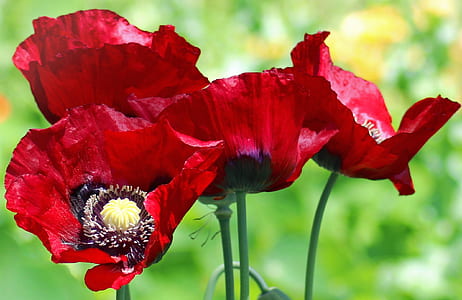 shallow focus photography of four red flowers thumbnail