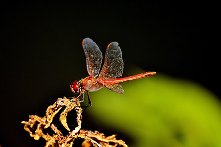 red dragonfly on brown flower thumbnail