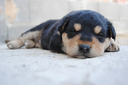 black and brown Rottweiler puppy sleeping thumbnail