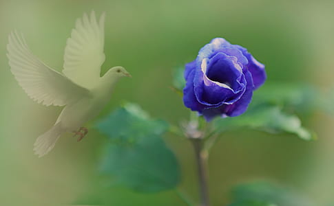 selective focus of purple rose in bloom thumbnail