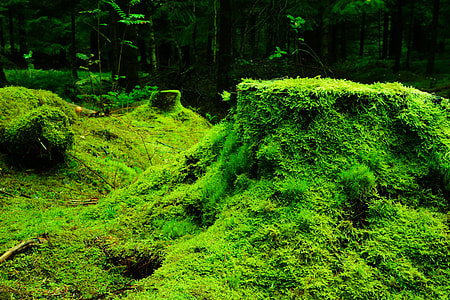 rocks filled with moss thumbnail