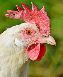 selective focus of white hen thumbnail