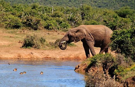 elephant on body of water thumbnail