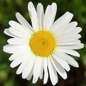 Daisy, Leucanthemum Vulgare thumbnail