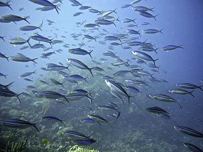 underwater photography of school of silver fishes thumbnail