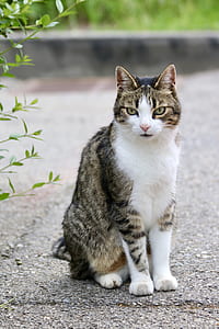 brown tabby cat sitting beside green leaves thumbnail
