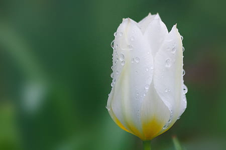 selective focus photography of white tulip with water dew thumbnail