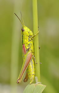 green locust perched on green stem closeup photography thumbnail
