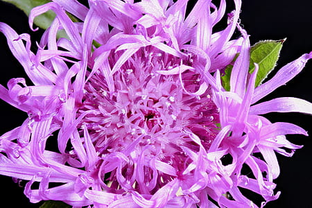 macro photography of purple petaled flower thumbnail