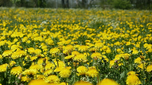 bed of yellow petaled flowers thumbnail