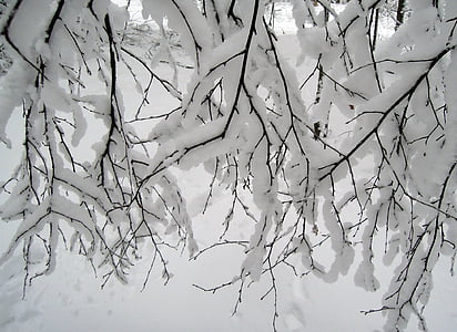 snow covered tree branches thumbnail
