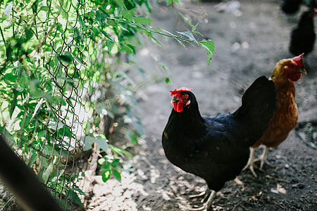 Animals on a farm thumbnail