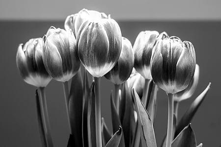 grayscale photo of tulip flowers thumbnail
