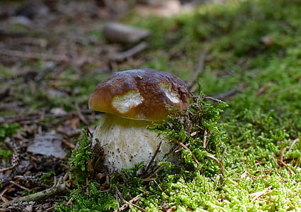 closeup photo of brown mushroom thumbnail