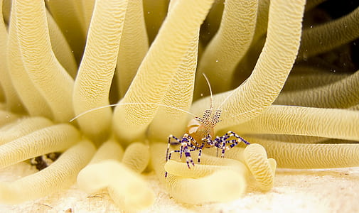 crab on coral reef thumbnail