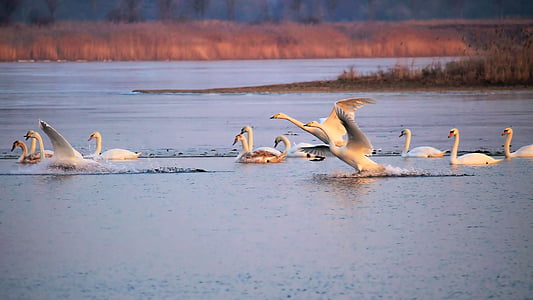 flock of mute swans in sea thumbnail