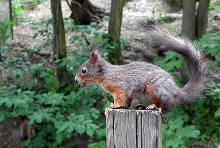 squirrel on trunk thumbnail