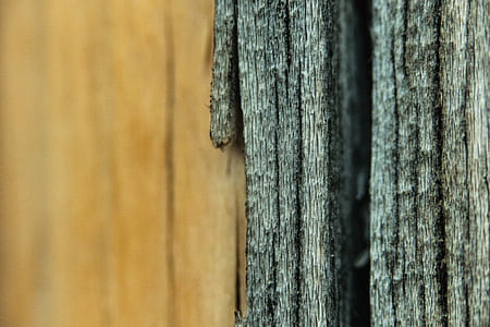 tree, wood, fence, texture thumbnail