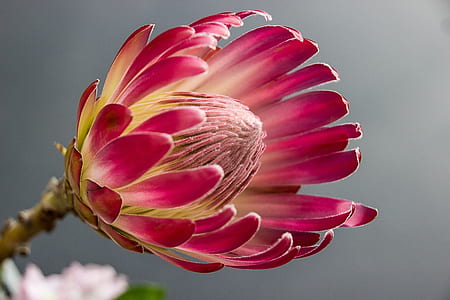 Pink Petalled Round Holed Flower thumbnail
