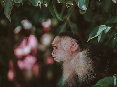 shallow focus photography of monkey thumbnail