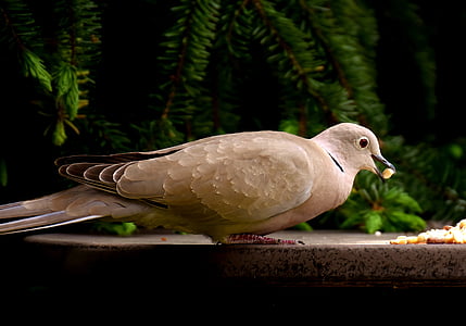 photo of brown bird thumbnail
