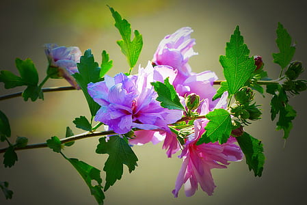 pink petaled flowers thumbnail