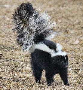 white and black skunk in daytime thumbnail