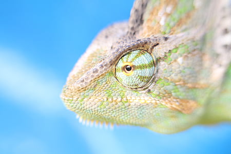 focus photo of green and brown chameleon thumbnail