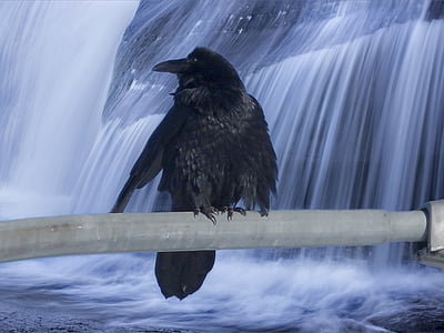 black bird on gray rod with a background of waterfalls thumbnail