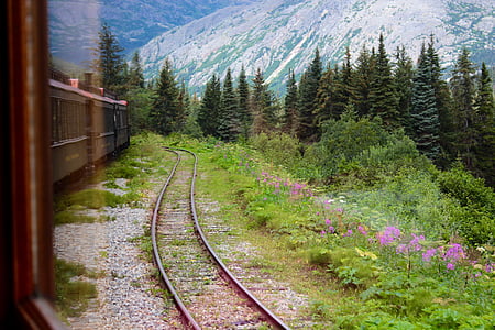 railway beside plants with pink flowers thumbnail