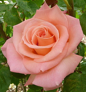 pink rose thumbnail