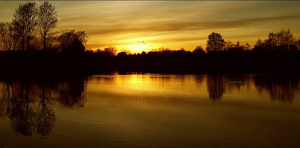 silhouette of tree near body of water thumbnail