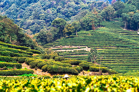 landscape photo of layer leafed plants thumbnail