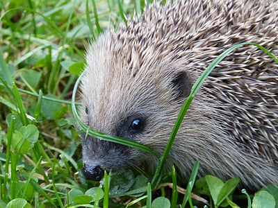 closeup photo of brown hedgehog thumbnail